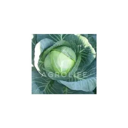 Furios F1 / Фуріос F1