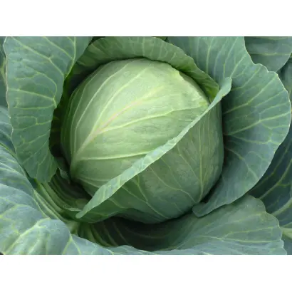 Hinova F1 / Хінова F1