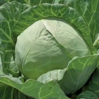 Chessma F1 / Чесма F1