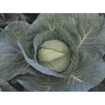 Cheers F1 / Чіз F1