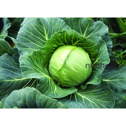 Yanisol / Янісоль