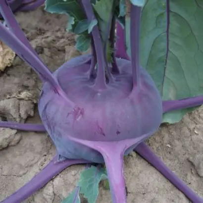 Ballot / Баллот