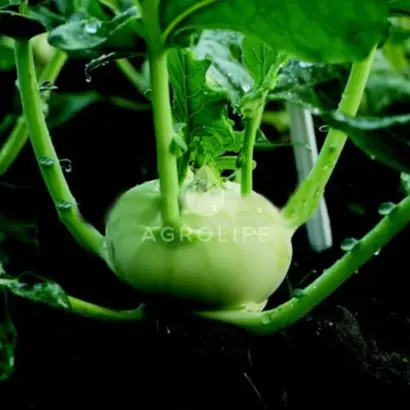 Vikora / Вікора