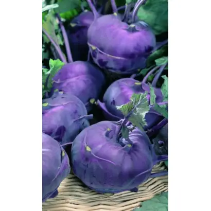 Violeta / Віолета