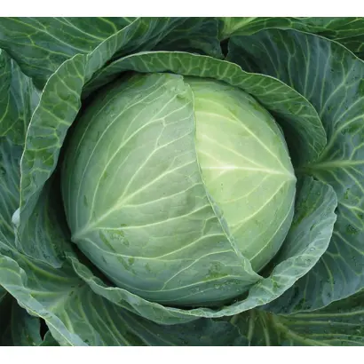 Gigant / Гігант