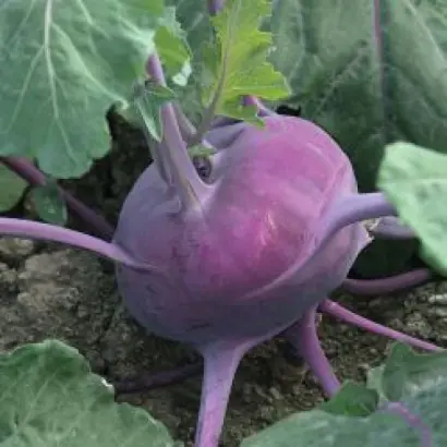 Kolibri / Колібрі