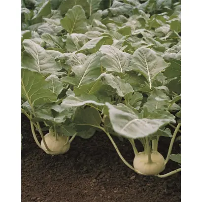 Korist / Коріст