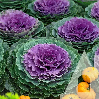 Purpurova / Пурпурова