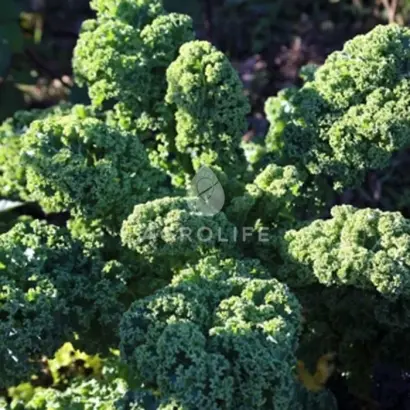 Kapral / Капрал