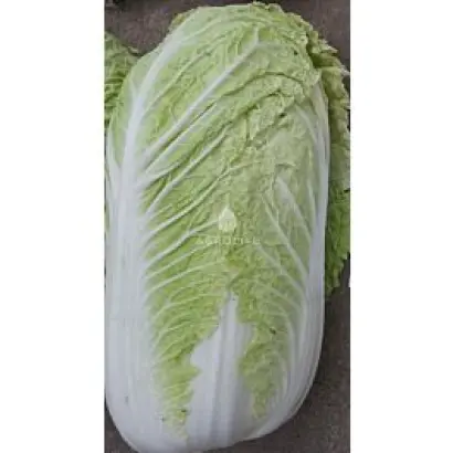 Bazuko / Базуко