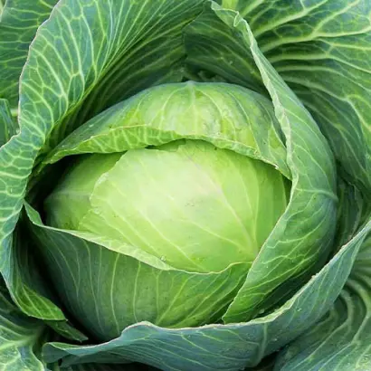 Bridgyt / Бріджит