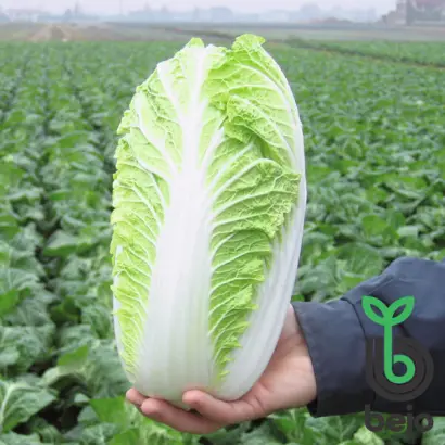 Emiko F1 / Еміко F1