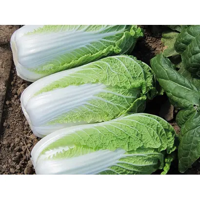 Enduro / Ендуро