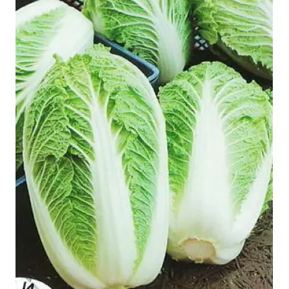 Manoko F1 / Маноко F1