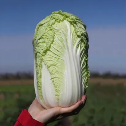 Tensai / Тенсаі