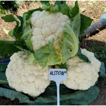 Asten F1 / Астен F1