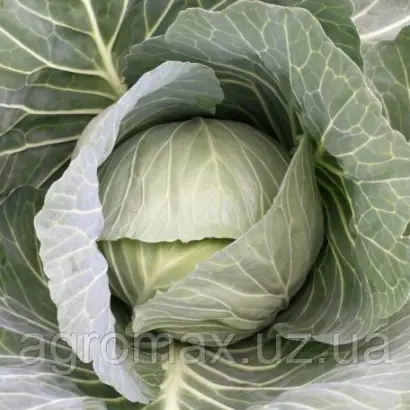 Winter pride F1 / Винтер Прайд F1