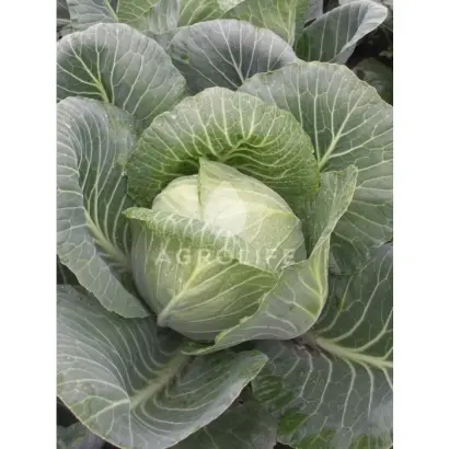 Rida F1 / Ріда F1