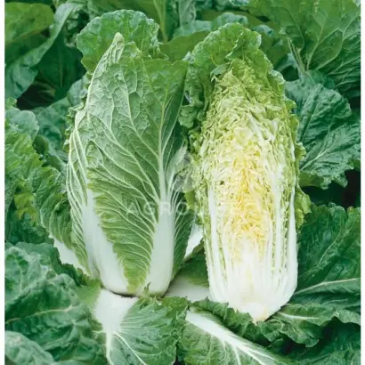 Suprin F1 / Супрін F1