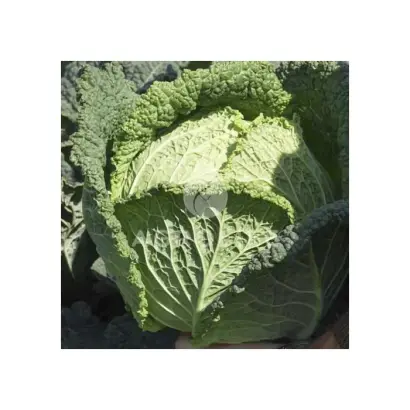 Blistra / Блістра