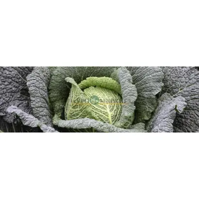 WIRATOBA / ВІРАТОБА