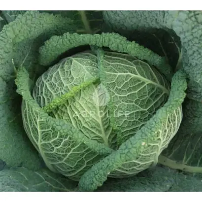 Wirosa F1 / Віроса F1