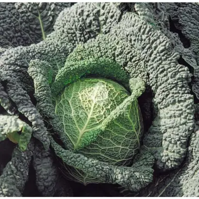 Melissa F1 / Меліса F1