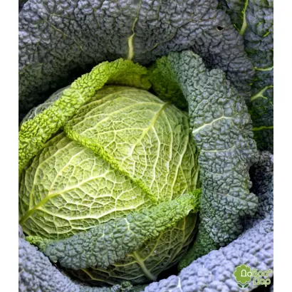 Rana zluna / Рана жлута