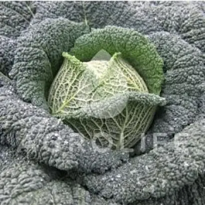 Tourmaline / Турмалін