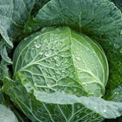 Estrema F1 / Естрема F1