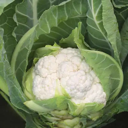 Aerospace F1 / Аероспейс F1