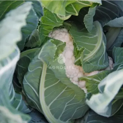 Alcala / Алкала