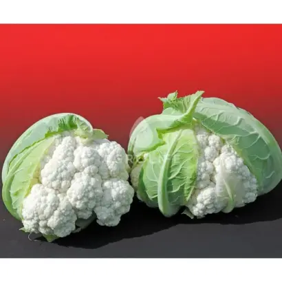 Altamira F1 / Альтаміра F1