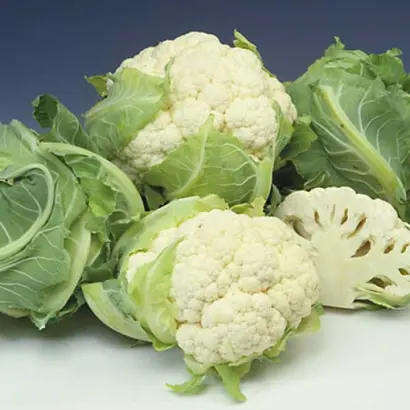 Amerigo F1 / Амеріго F1