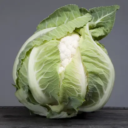 ARDENT / АРДЕНТ