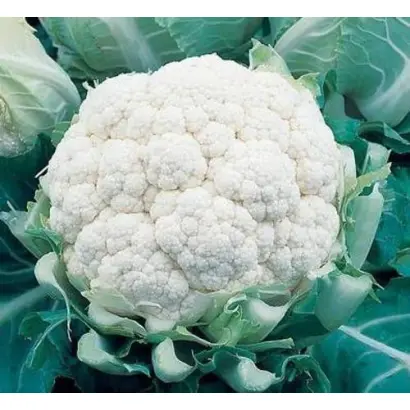 Balboa F1 / Балбоа F1