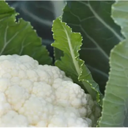 BERING / БЕРІНГ