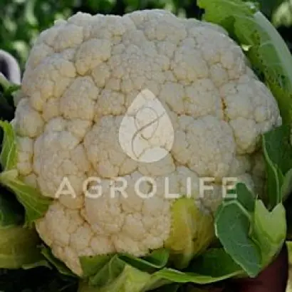 Boris F1 / Боріс F1