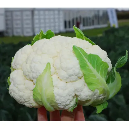 Brigantine / Бригантина