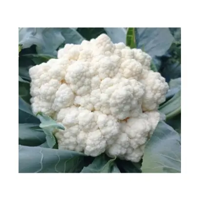 WHITEX / ВАЙТЕКС