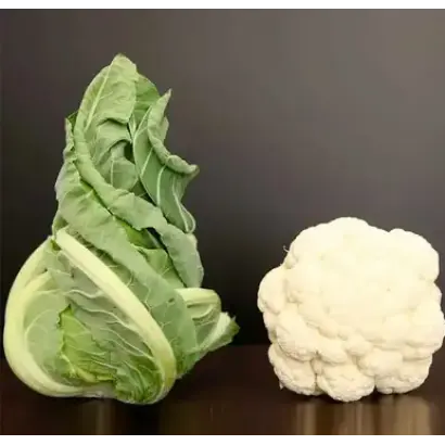 WHITON / ВАЙТОН