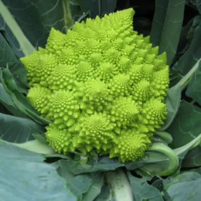 Verdone / Вердоне