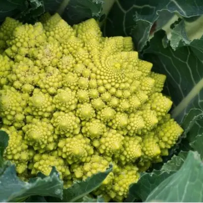 Veronica F1 / Вероніка F1