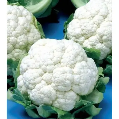 Hermon / Гермон