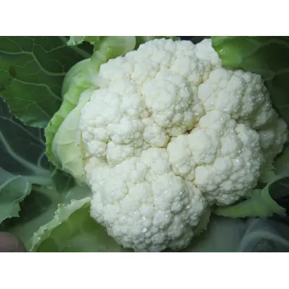 Giewont / Гівонт