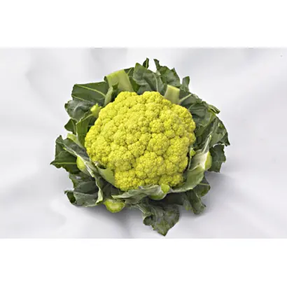 GREEN STORM / ГРІН СТОРМ