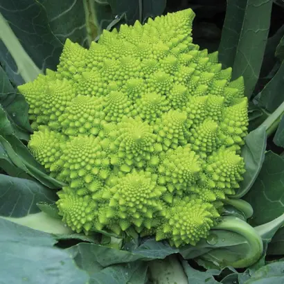 Gitano / Джитано