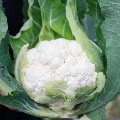 ELECTRA / ЕЛЕКТРА