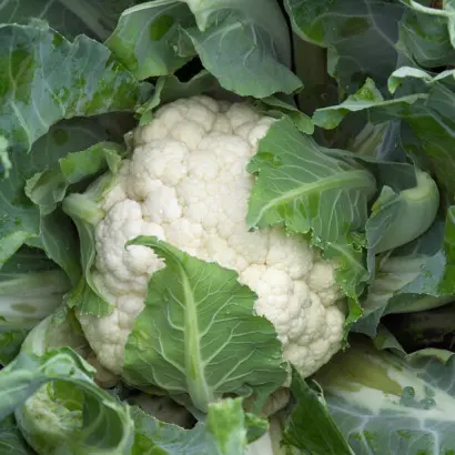 Casper F1 / Каспер F1