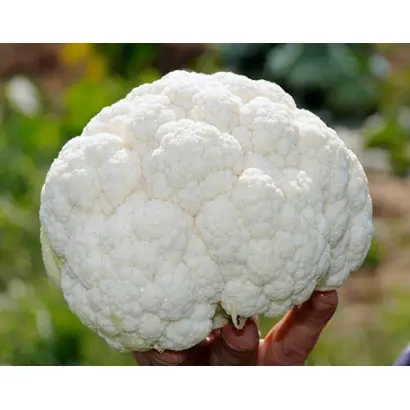 Сlapton / Клаптон